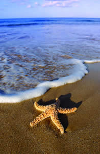 Starfish